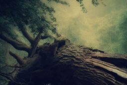 Ilustração de sonhar com árvore caída