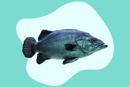 Ilustração de sonhar com peixes